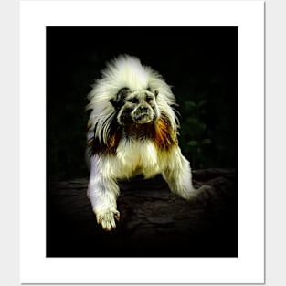 Cotton-top tamarin Posters and Art